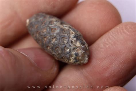 Equicalastrobus upper Eocene Western Sahara, rio del oro Region of ...