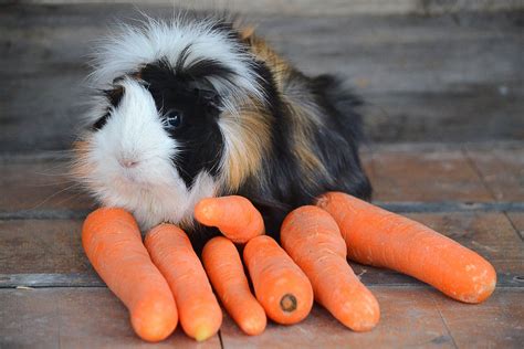 Guinea Pig Breeds List - Complete Guide of All Guinea Pig Breeds