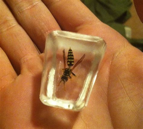 Preserve Insects in Resin: A Unique and Beautiful Craft | Diy insect ...