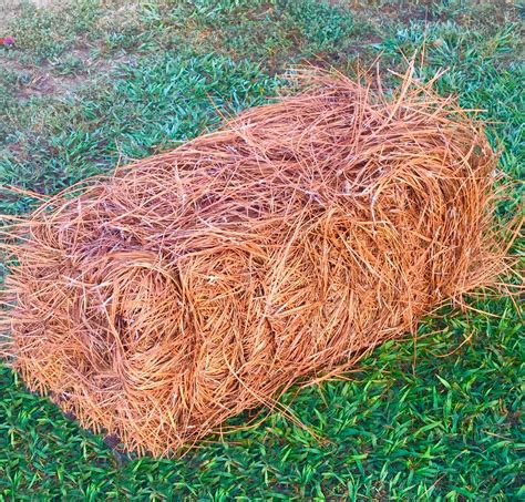 Buy USA Premium Pine Straw - Pine Needle Mulch - Covers 65-80 Sqft ...