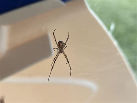 Brown Widow? : r/spiders