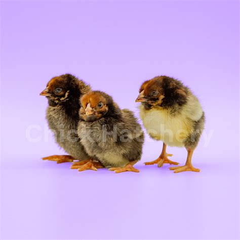 Black Laced Red Wyandotte Chickens | Chick Hatchery