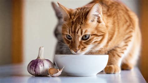 List Of Foods That Are Poisonous For Cats - Temptations™ Philippines