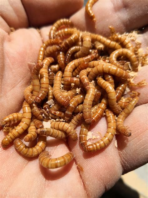 Mealworms Life Cycle Mealworms Vs Black Soldier Fly Larvae For Chicken
