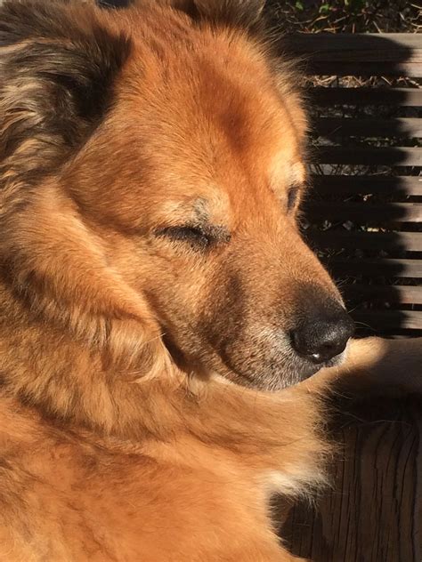 German Shepherd Chow Mix Puppy