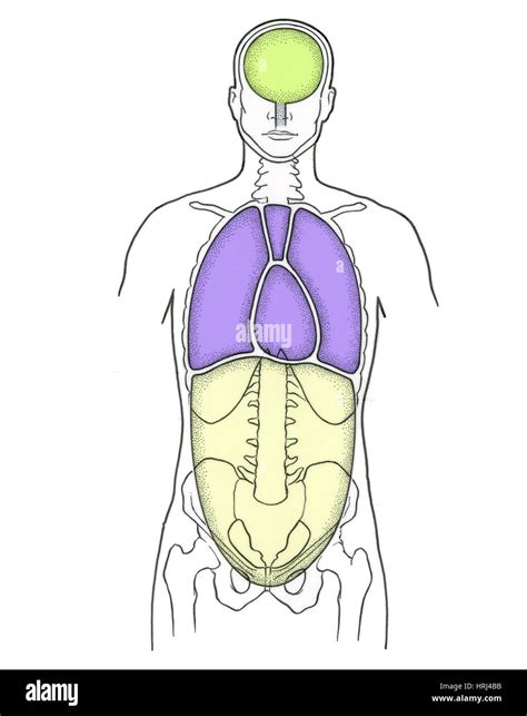 Illustration of Anterior Body Cavities Stock Photo - Alamy