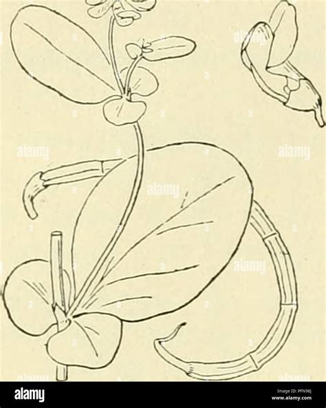 A comprehensive work on the flora of the Netherlands, featuring a ...