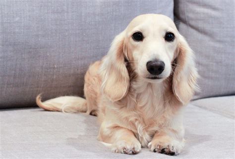 About English Cream Dachshunds | English cream dachshund, Cream ...