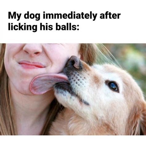 Why Is My Dog Licking His Toys at Gayla Wilson blog