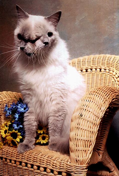 World's Oldest Living Two-headed Cat — The World of Kitsch