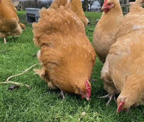 How to integrate your chickens into a permaculture system - Country ...