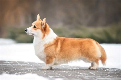 Are Pembroke Corgis Born With Tails