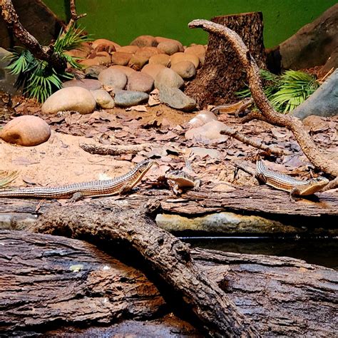 Sudan Plated Lizards (Broadleysaurus major) - ZooChat