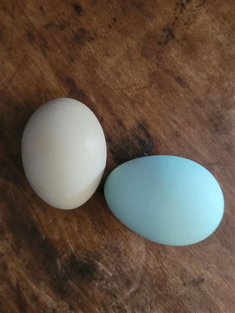 Crested Cream Legbar Chicks - Chicken Scratch Poultry