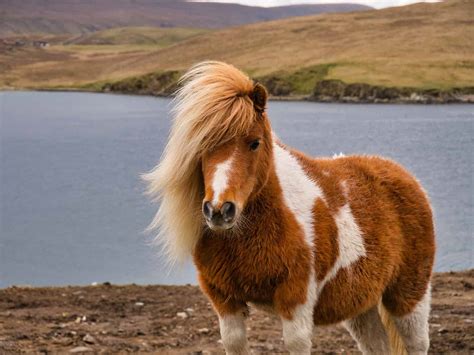 Shetland Pony Fact Sheet: Height, Weight, Cost, Lifespan, and More - A ...