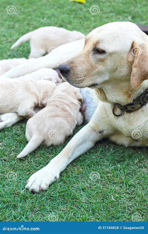Labrador Puppies Sucking Milk from Mother Dog Breast. Stock Photo ...