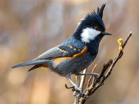 Big coal tit goth GF : r/natureisgoth