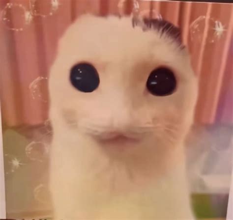 Discover 130 Goofy ahh cat and silly cats ideas | silly cats pictures ...