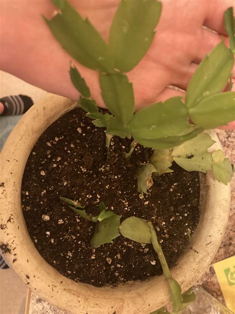 Dying Christmas Cactus : r/houseplants