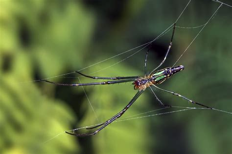 Free picture: insect, spider, nature, arthropod, spider web, animal ...