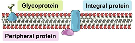 Membrane Proteins