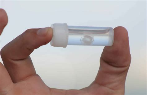 Irukandji Jellyfish Animal Facts - Carukia barnesi - A-Z Animals