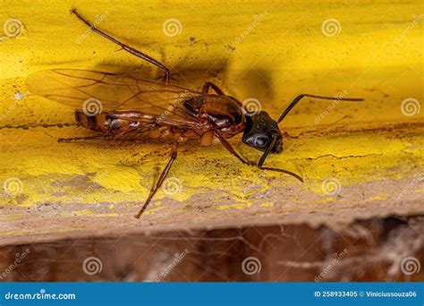 Adult Female Carpenter Queen Ant Stock Image - Image of nature, sugar ...