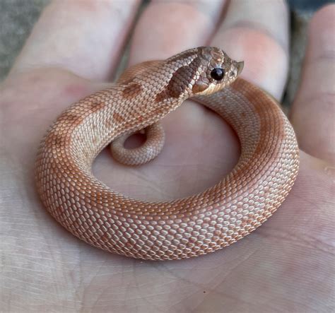 Lavender Conda Western Hognose by Hognose Frontier - MorphMarket