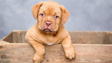 Boxer Dog With Down Syndrome