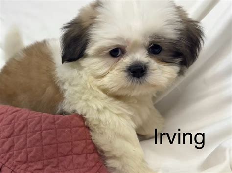 Shih Tzu Puppies for Sale in Dallas Fort Worth | Top Breeder
