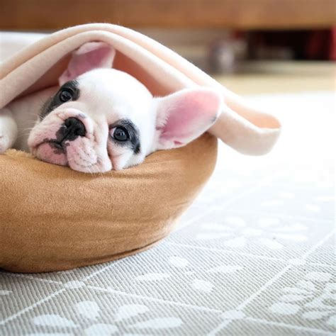 What Is The Best Dog Breed For Apartment Living