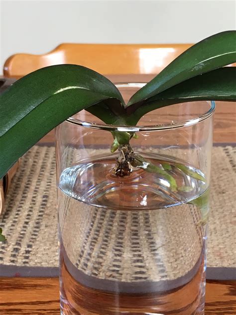 Growing Orchids In Water Culture at Jane Coleman blog