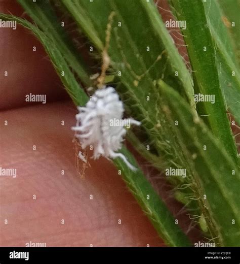 Mealybug Destroyer (Cryptolaemus montrouzieri Stock Photo - Alamy