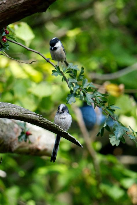 Small+Puffy+Breasts Photos, Download The BEST Free Small+Puffy+Breasts ...