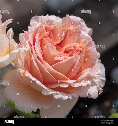 'Abraham Darby, Auscot' English Rose, Engelsk ros (Rosa Stock Photo - Alamy