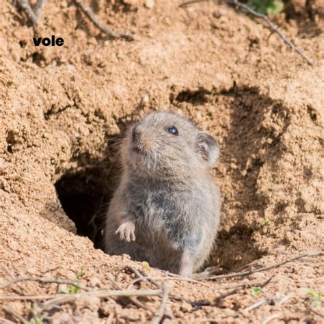 Moles or Voles? | Tayloe's Lawn Care