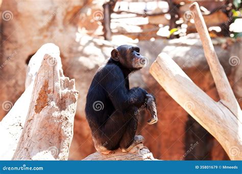 Monkeys at zoo. stock image. Image of evolution, nature - 35801679