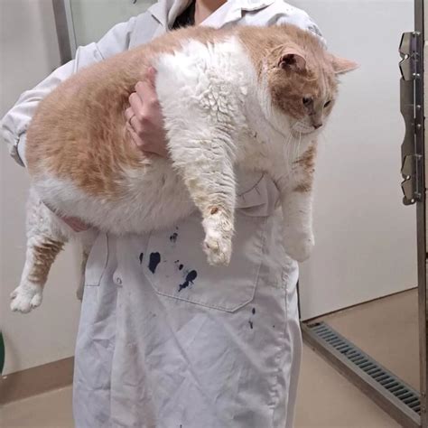 ‘Biggie Smalls’ The Cat Goes Viral For His Weight Loss Journey