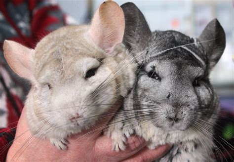 Chinchillas Cambresis