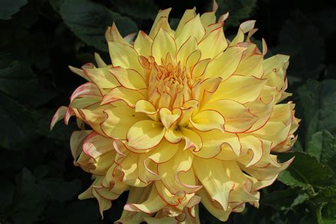 Hart’s Bonnie – Firefly Acres