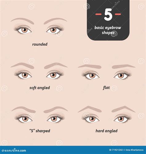 5 basic eyebrow shapes. stock vector. Illustration of ideal - 71921242