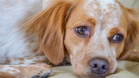 Addison's Disease in Dogs: Symptoms, Causes, and Treatment - GoodRx