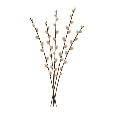 Pussy willow branches on white background. Spring illustration. Vector ...