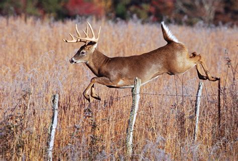 Whitetail Deer Facts: 7 Things You May Not Know