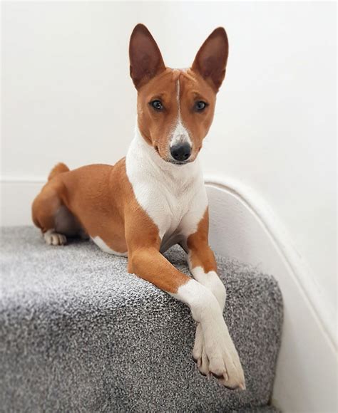 Pin by Christine Samuel on BASENJI | Basenji dogs, Dog training ...