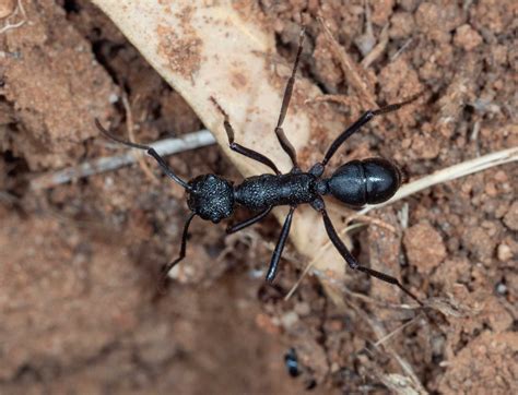 Patchewollock April 2024 — Life in a Southern Forest