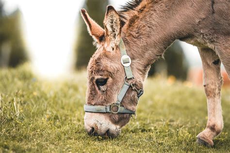 Donkey vs. horse nutrition: What's the difference? - Horse Rookie