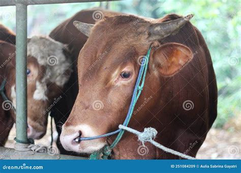 Livestock - Group of Cows or Cattle are Prepared for Sacrifices on Eid ...