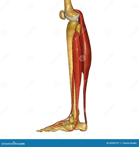 Muscles De Péroné Et De Tibia Illustration Stock - Illustration du ...