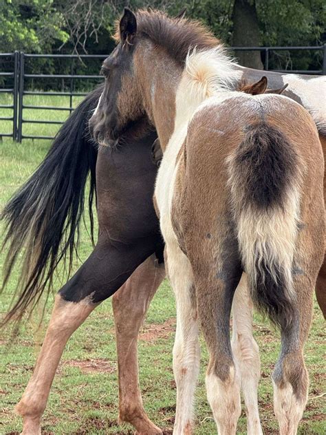 Rare 3 in 1 Package! Gorgeous Palomino Mare With Blue Roan Tobiano Colt!